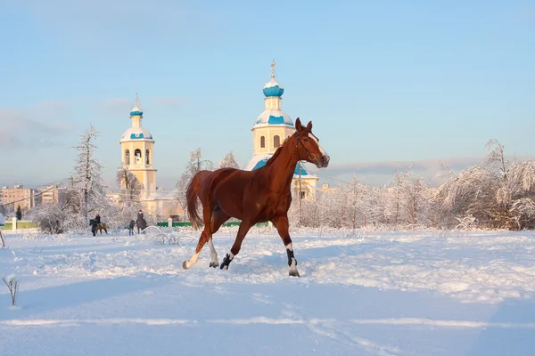 Télen lovas — Stock Fotó