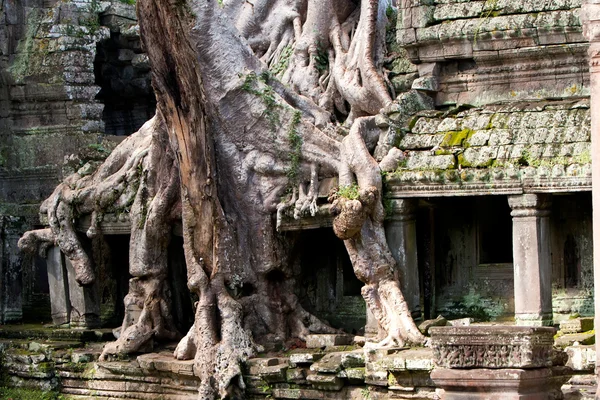 Overgroeide ruïnes-Cambodja — Stockfoto