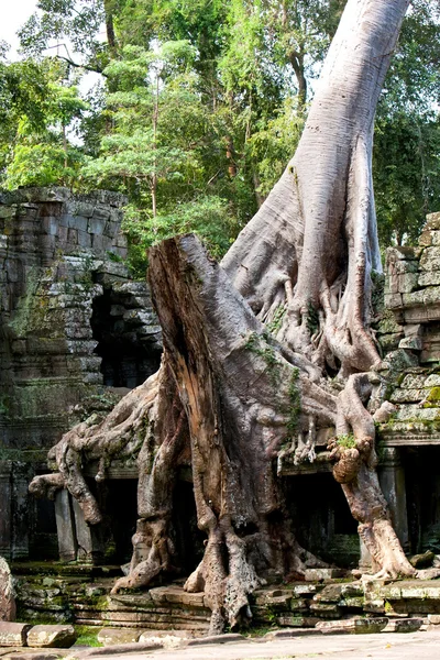 Ruines envahies Cambodge — Photo