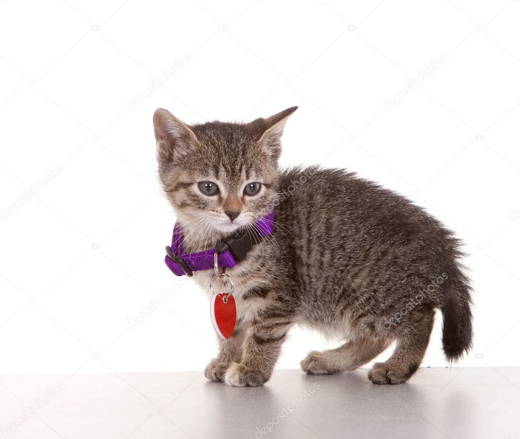 grey tabby kitten for adoption