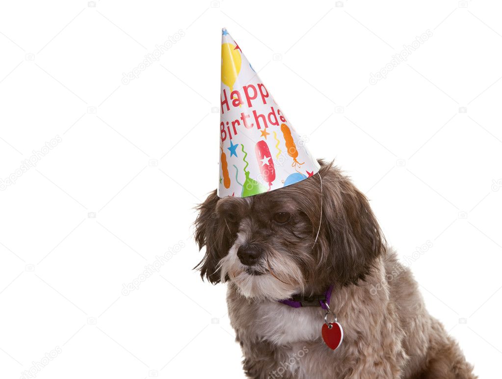 Dog with Party Hat — Stock Photo © markhayes 4281099