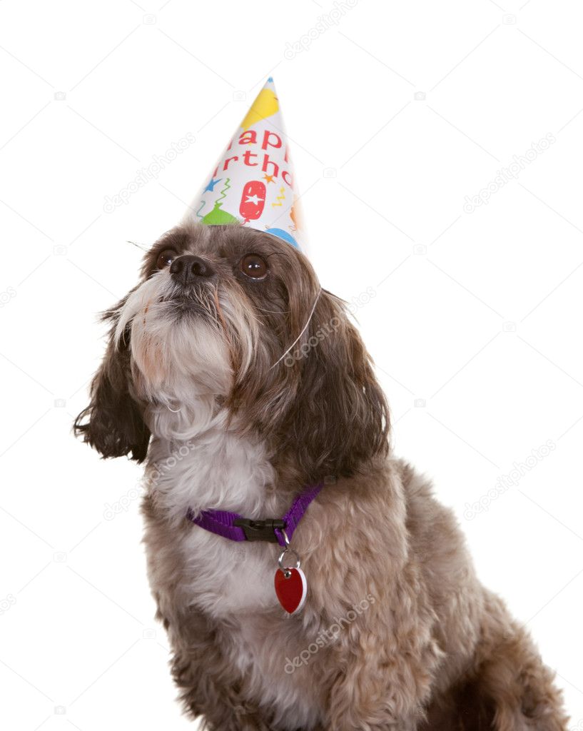 Dog with Party Hat — Stock Photo © markhayes 4281101