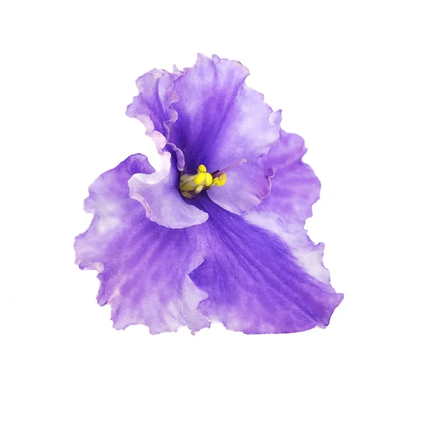 Isolated violet 3 — Stock Photo, Image