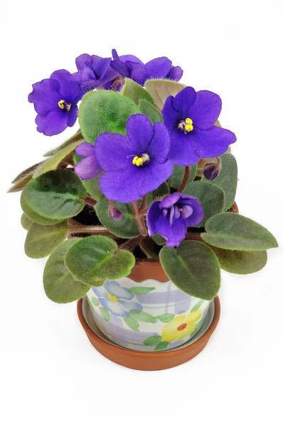Pot avec violettes violettes Photos De Stock Libres De Droits