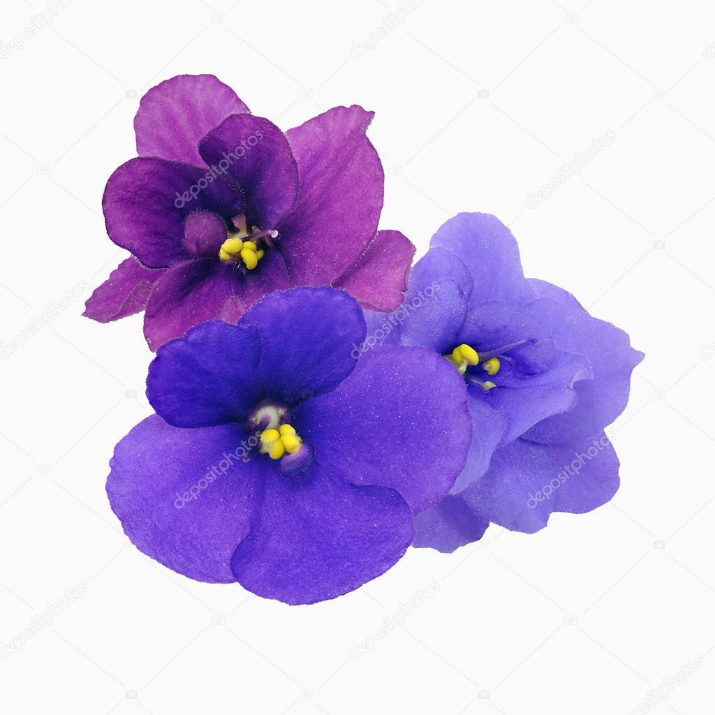 Three shade of violets