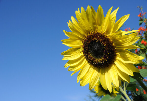 Beautiful Sunflower against a Blue Sky