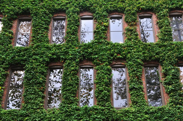 Murgröna täckta kontorsbyggnad i seattle — Stockfoto