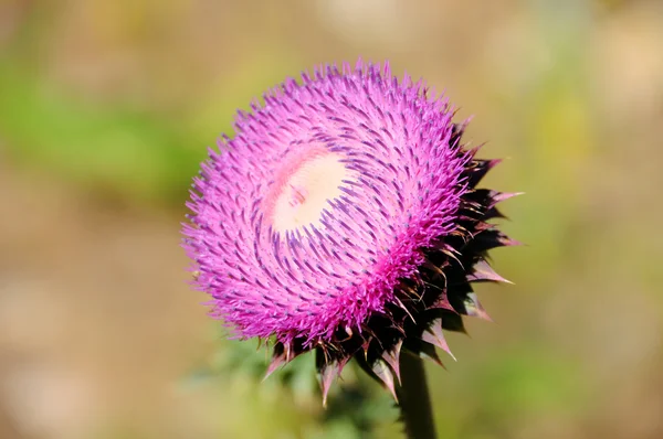 Kwitnienia roślina inwazyjna oset w utah — Zdjęcie stockowe