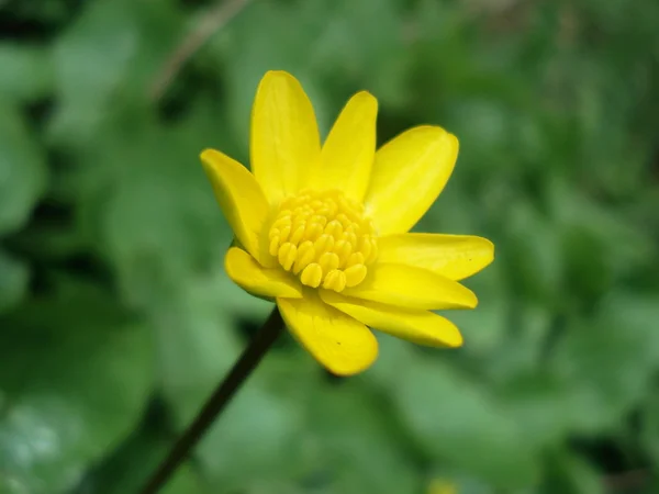 Květ — Stock fotografie
