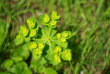 Güneş spurge