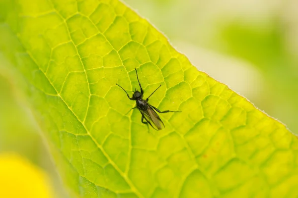 stock image Mosquito