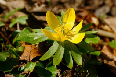 Flower eranthis clipart