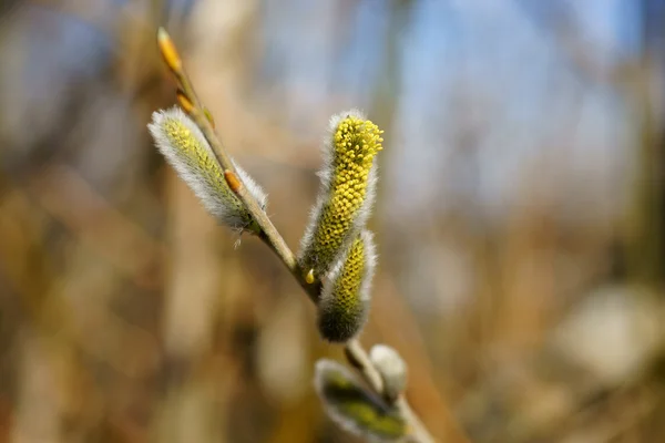 Springtime — Stock Photo, Image