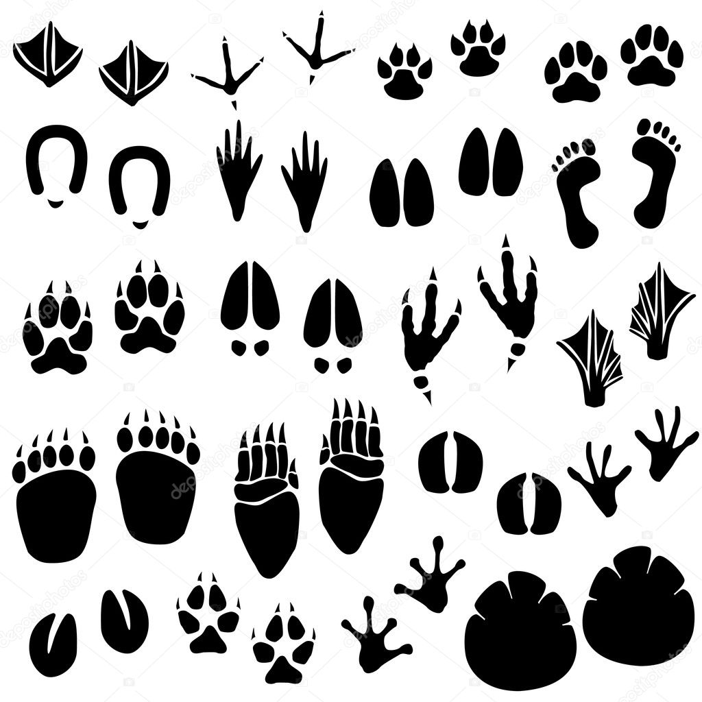 Download Animal Footprint Track Vector — Stock Vector © leremy #4559767