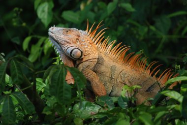 bir ağaçta büyük portakal iguana