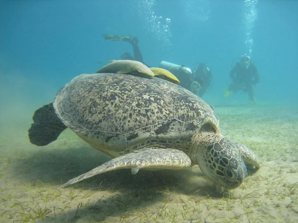 stock image Large green turtle with a remora fish and divers in the Red Sea