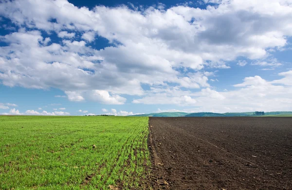 Зеленое пшеничное поле, коричневая почва и голубое небо — стоковое фото