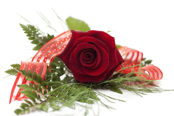 Una rosa romántica como regalo —  Fotos de Stock