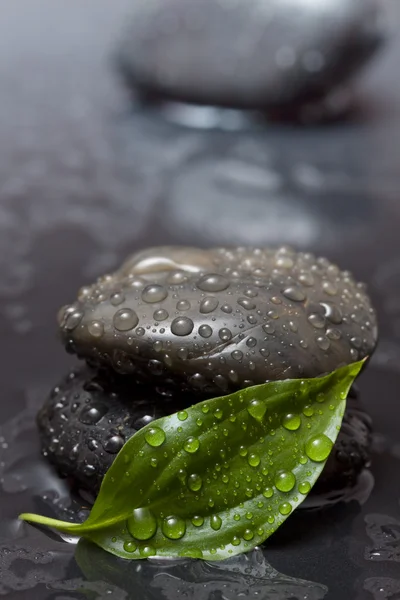 stock image In the shadow of a green leaf