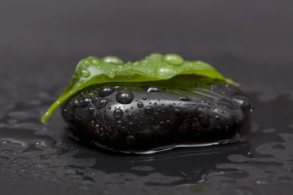 stock image Leaf on the stone