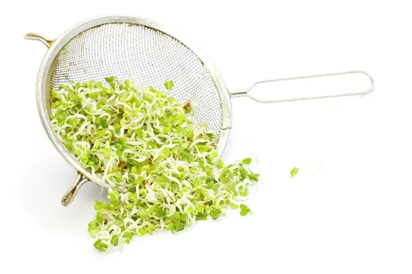 stock image Radish sprouts