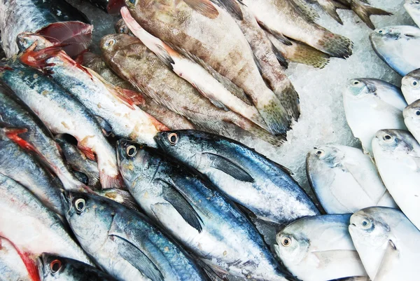 Viele Arten von Fisch auf dem Frischmarkt — Stockfoto