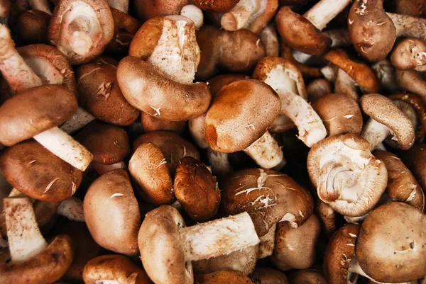 stock image Many of Chinese mushroom in fresh market