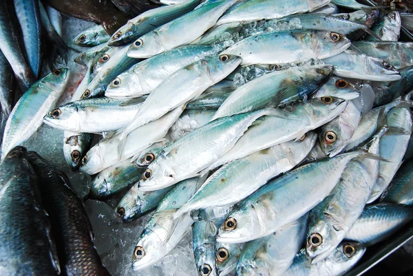 Viele Makrelen auf dem Frischmarkt — Stockfoto