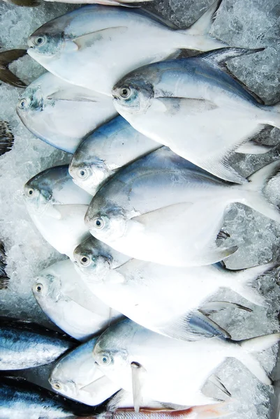 신선한 시장에 많은 butterfish — 스톡 사진