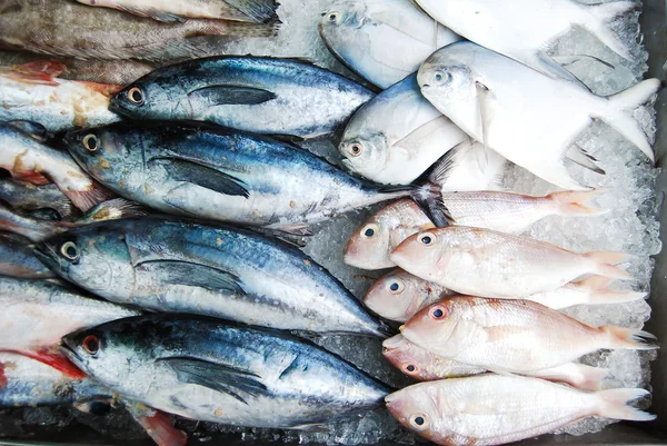 Mnoho druh ryby v trhu s čerstvým ovocem — Stock fotografie
