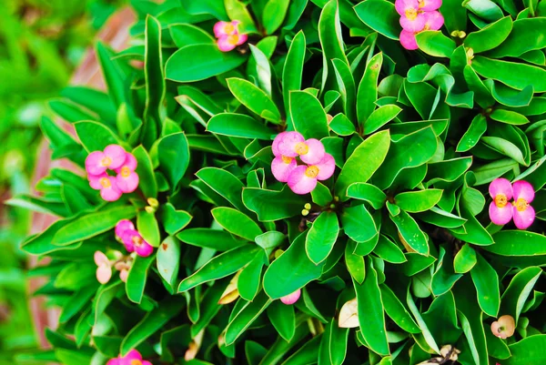 Fiore rosa su pianta foglia verde . — Foto Stock
