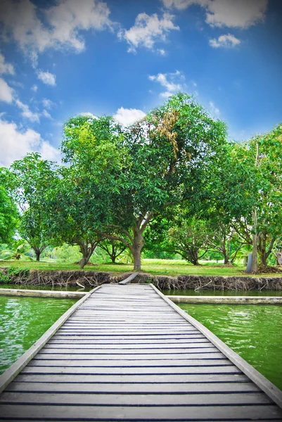 Ponte flutuante com a árvore — Fotografia de Stock