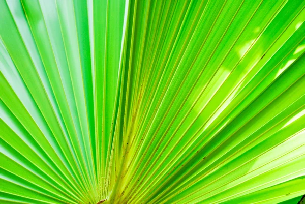 Textura de hoja de palma verde — Foto de Stock