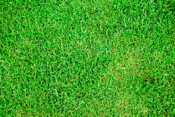 新鮮な緑の芝生のサッカー フィールドの背景 — ストック写真
