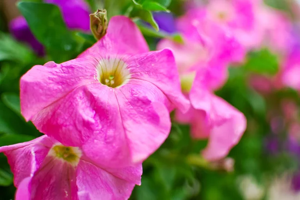 Closeup of pink flower — Stock Photo, Image