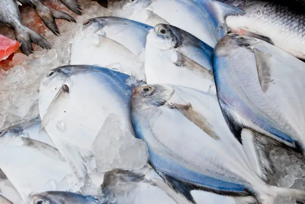 Variety of fresh fish in market — Stock Photo, Image
