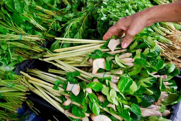 Lemongrass Kaffer Lime Leaf Fresh Market Asia Thailand — Stock Photo, Image