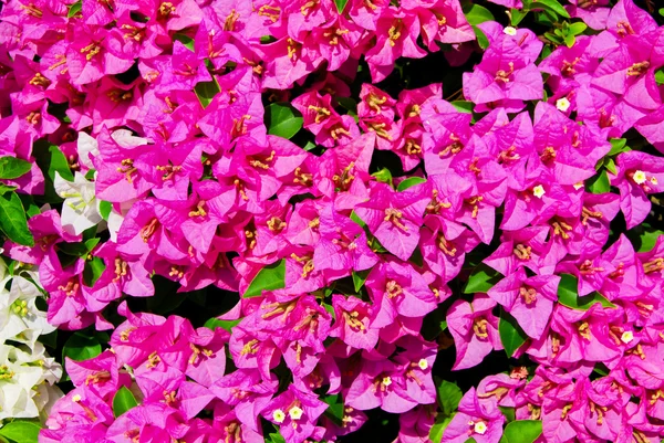 Closeup ของดอกไม ชมพ สวยงามในพ นหล งสวน — ภาพถ่ายสต็อก