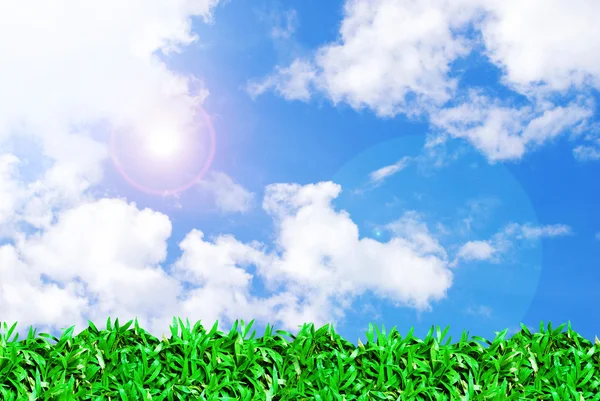 Zielona trawa pola i piękne niebo — Zdjęcie stockowe