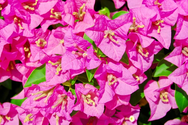 Closeup of beautiful pink flower in garden background