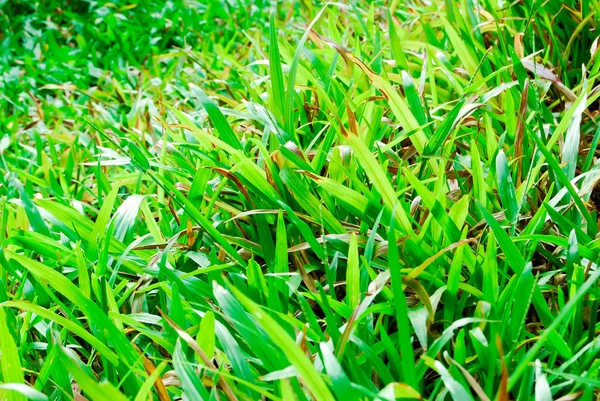 Close-up van vers groen grasveld — Stockfoto