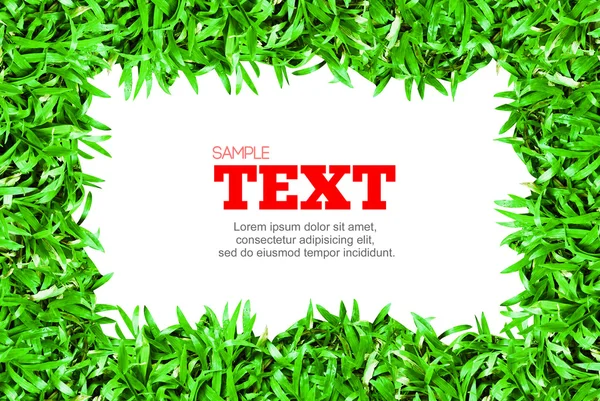 Quadro Grama Verde Com Área Texto Copyspace Isolado Fundo Branco — Fotografia de Stock