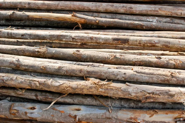Pile of wood in logs storage — Stock Photo, Image
