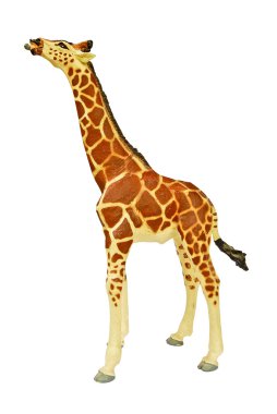 Isolated Giraffe on white background clipart