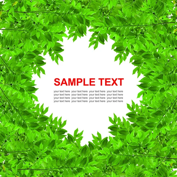 Zelené listí rám samostatný — Stock fotografie