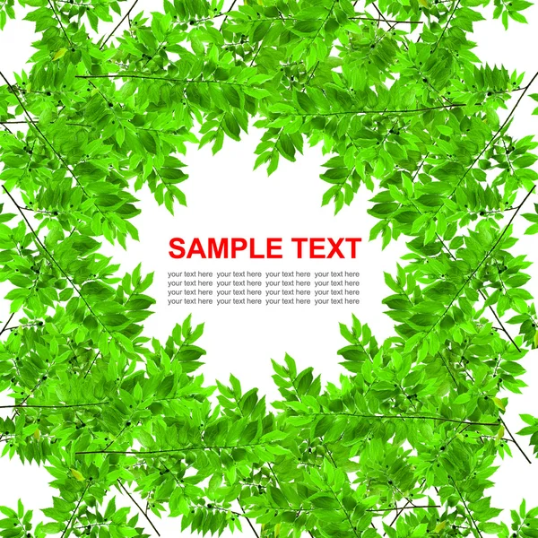 緑の葉のフレーム フォト フレーム ウェブサイトのデザイン 等のような多目的用コピー領域の白い背景で隔離 — ストック写真