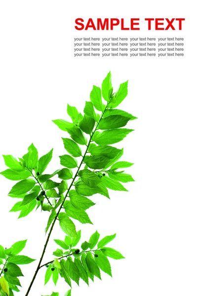 Čerstvé zelené listy izolované — Stock fotografie