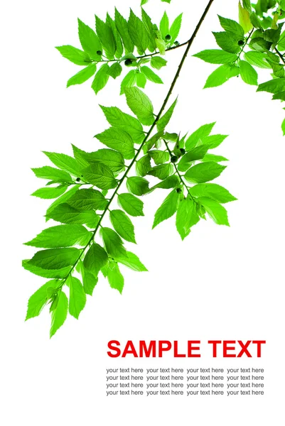 Čerstvé Zelené Listy Izolované Bílém Pozadí Kopií Prostoru — Stock fotografie