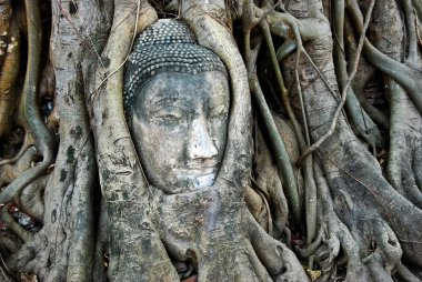 Buda'nın başkanı kumtaşı içinde büyümüş ağaç, Asya, Tayland yapılmış