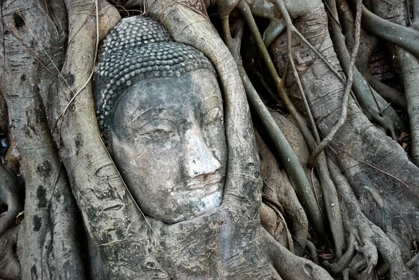 Head of Buddha in tree — Stock Photo, Image